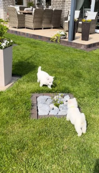 bellissimi cuccioli di pastore svizzero d'alta genealogia | Foto 2