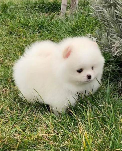 regala cuccioli di pomerania  femmine in adozione;;;;; | Foto 0