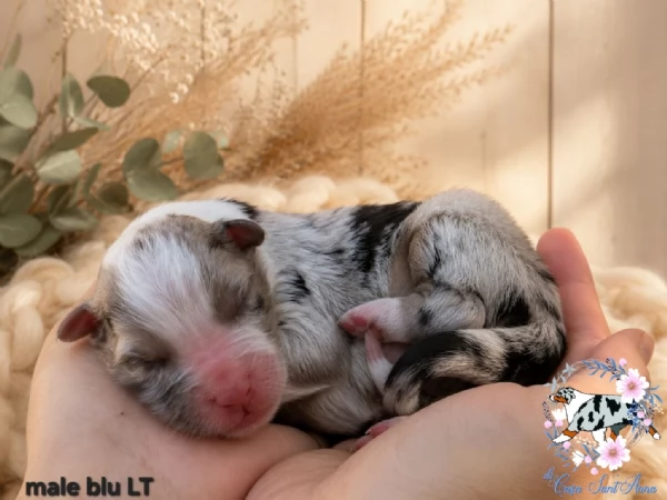 Australian Shepherd  | Foto 5