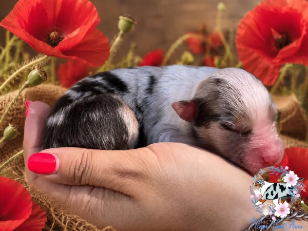 Australian Shepherd  | Foto 4