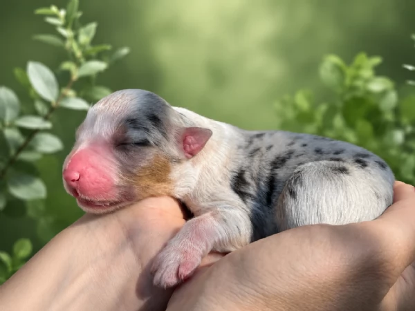 Australian Shepherd  | Foto 3