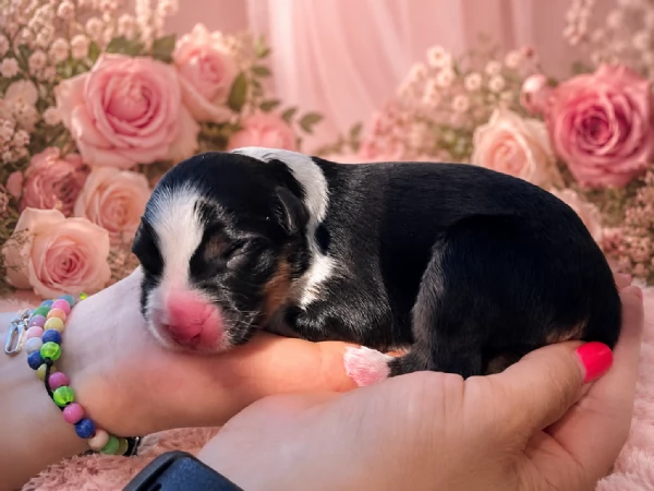 Australian Shepherd  | Foto 1