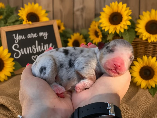 Australian Shepherd 