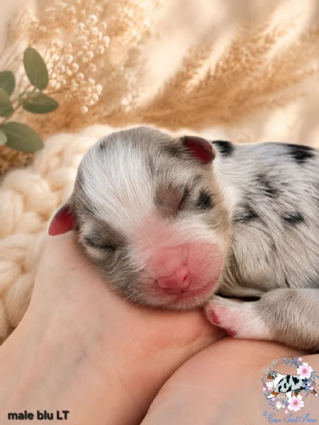 Australian Shepherd  | Foto 0