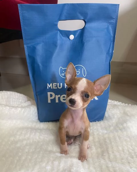 chiots pinscher nain mâles et femelles disponibles pour de bonnes maisons.