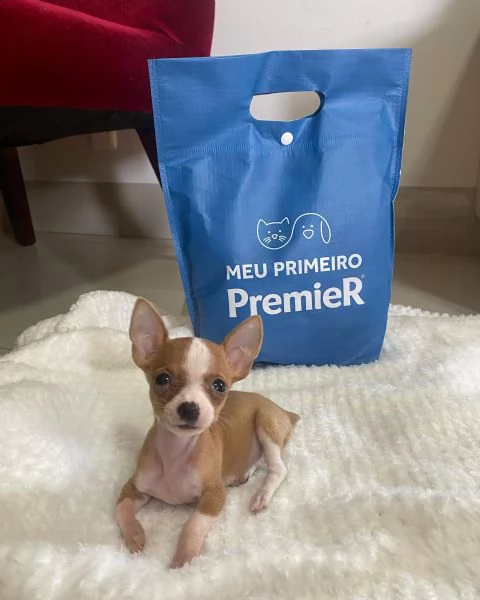 chiots pinscher nain mâles et femelles disponibles pour de bonnes maisons. | Foto 0