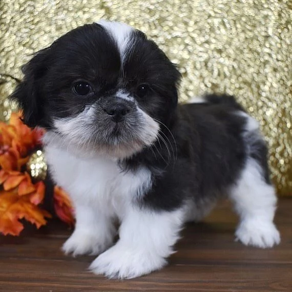  regalo cuccioli shih tzu