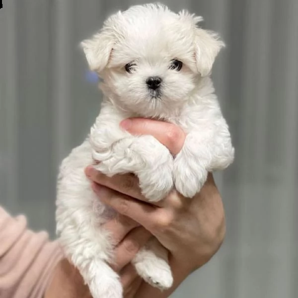 regalo  maltese mini toy