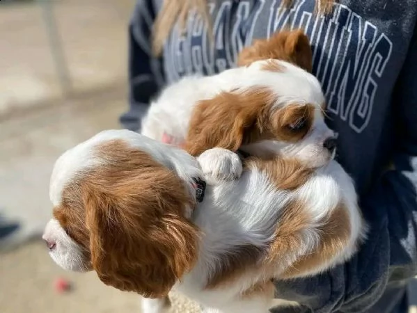 cani da reinserimento e vendita, cuccioli di cavalier king charles in vendita | Foto 0