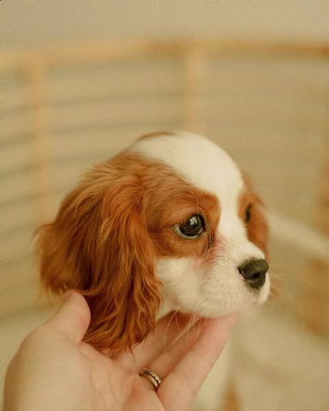 home breed cavalier king charles puppies ready for new families.  | Foto 2