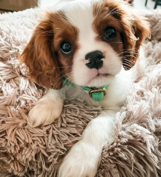 home breed cavalier king charles puppies ready for new families. 