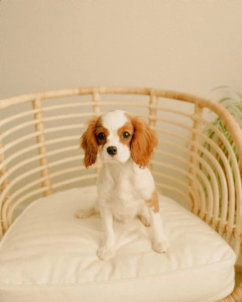 home breed cavalier king charles puppies ready for new families.  | Foto 1