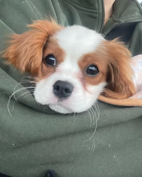 home breed cavalier king charles puppies ready for new families.  | Foto 0