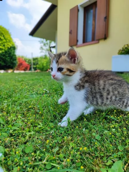 gattino europeo in regalo | Foto 0