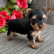 cuccioli yorksire maschi e femmine con documenti | Foto 1