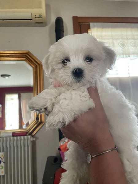 disponibili fantastici cuccioli di maltese t-cup