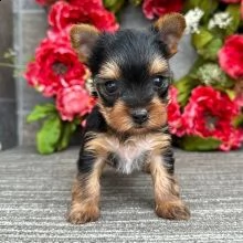 cuccioli yorkie maschi e femmine con documenti | Foto 0