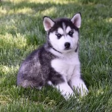 cuccioli husky maschi e femmine con documenti | Foto 1