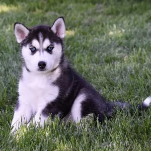 cuccioli husky maschi e femmine con documenti