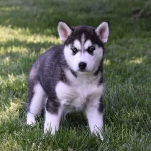 cuccioli husky maschi e femmine con documenti | Foto 0