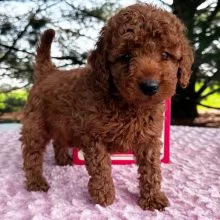 cuccioli goldendoodle maschi e femmine con documenti | Foto 1