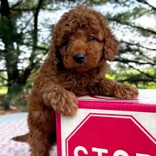 cuccioli goldendoodle maschi e femmine con documenti | Foto 0
