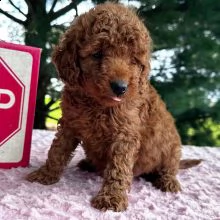 cuccioli goldendoodle maschi e femmine con documenti