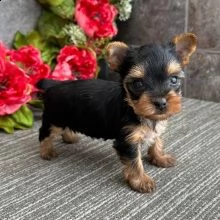 cuccioli maschi e femmine mini yorkie con documenti | Foto 0