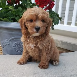 cuccioli maschi e femmine cavapoo .con documenti