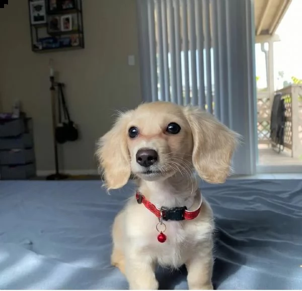 regalo  cuccioli bassotto