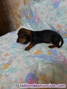 regalo cuccioli di pinscher  | Foto 0