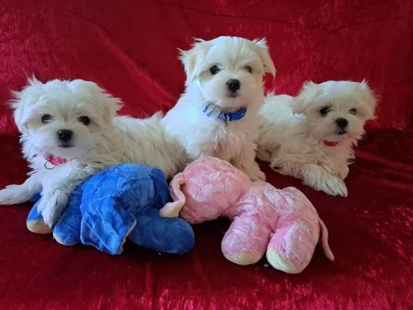 maltese mini toy affascinante femminile e maschi | Foto 2