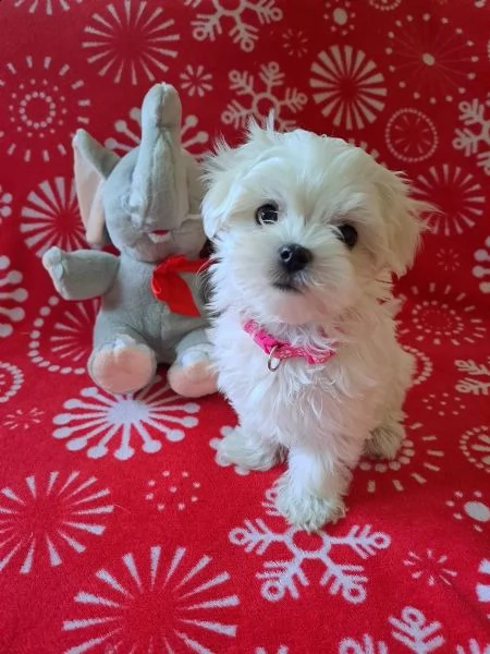 maltese mini toy affascinante femminile e maschi | Foto 0