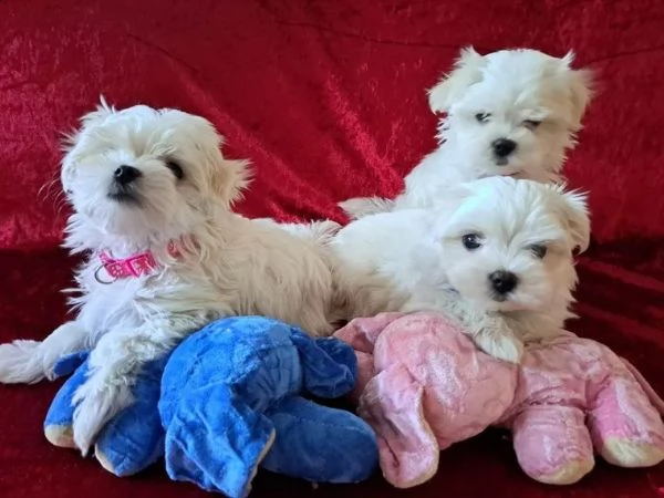 maltese mini toy affascinante femminile e maschi