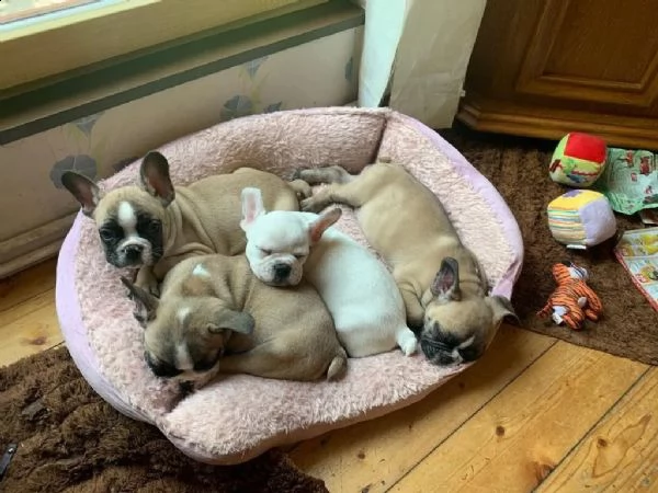 cuccioli di bulldog francese | Foto 4