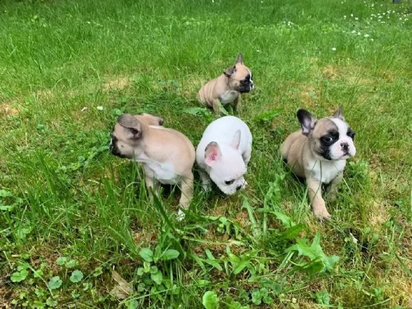 cuccioli di bulldog francese | Foto 3