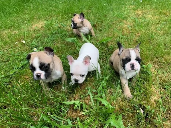 cuccioli di bulldog francese | Foto 2