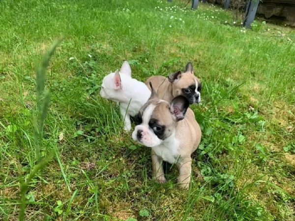 cuccioli di bulldog francese | Foto 1