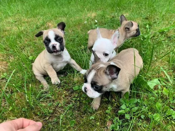 cuccioli di bulldog francese | Foto 0