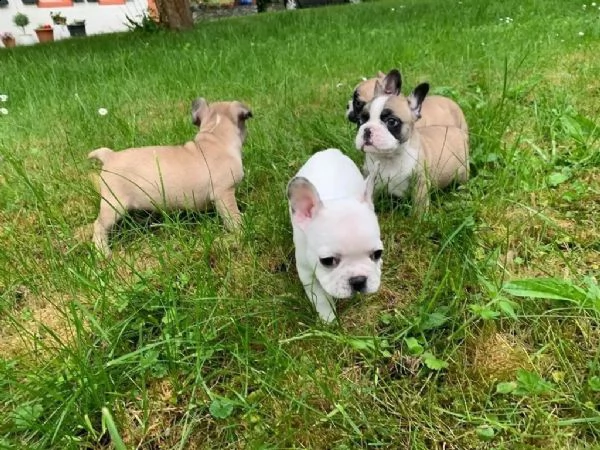 cuccioli di bulldog francese