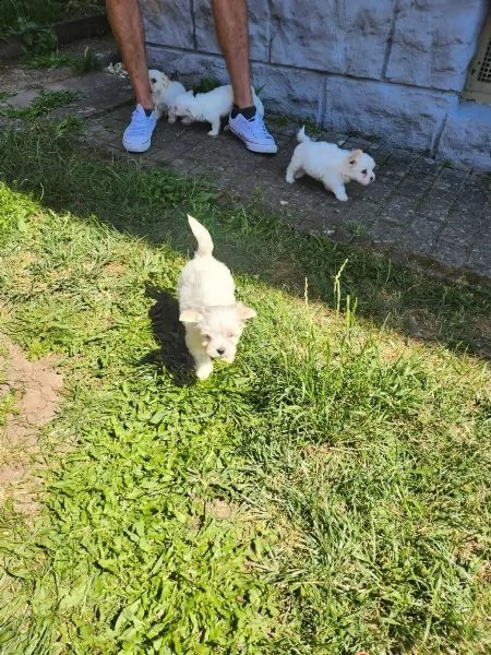 cuccioli di maltese di razza pura molto carini