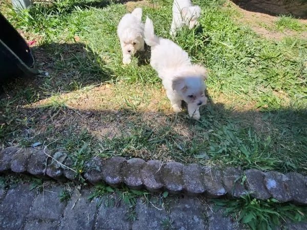 cuccioli di maltese di razza pura molto carini | Foto 3