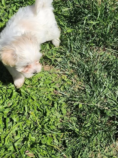 cuccioli di maltese di razza pura molto carini | Foto 2