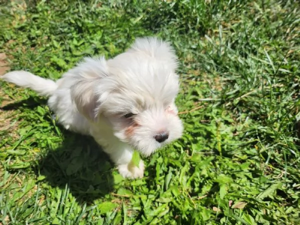 cuccioli di maltese di razza pura molto carini | Foto 1