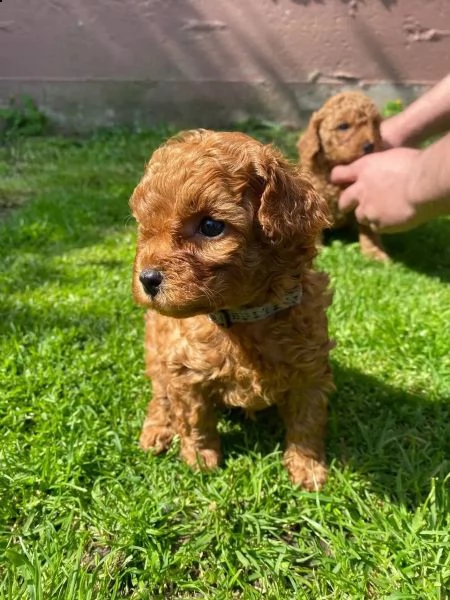 cuccioli maschi e femmina barboncino nano | Foto 5