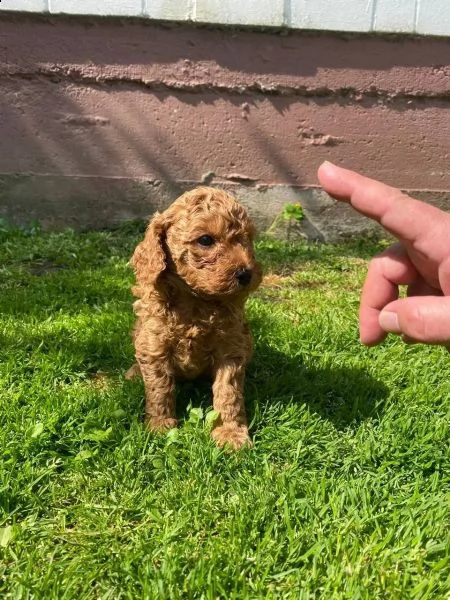 cuccioli maschi e femmina barboncino nano