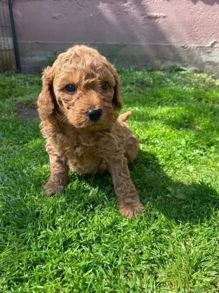 cuccioli maschi e femmina barboncino nano | Foto 4