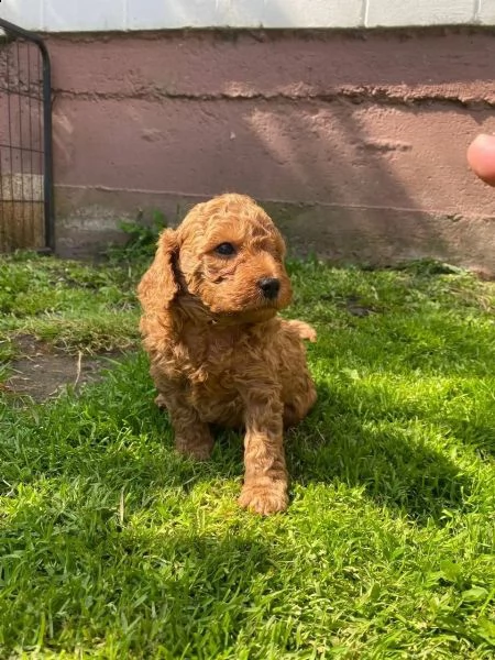 cuccioli maschi e femmina barboncino nano | Foto 3