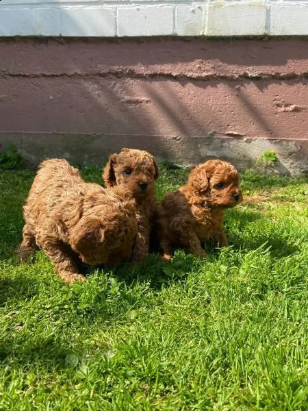 cuccioli maschi e femmina barboncino nano | Foto 2