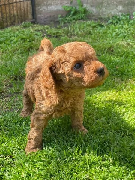 cuccioli maschi e femmina barboncino nano | Foto 1